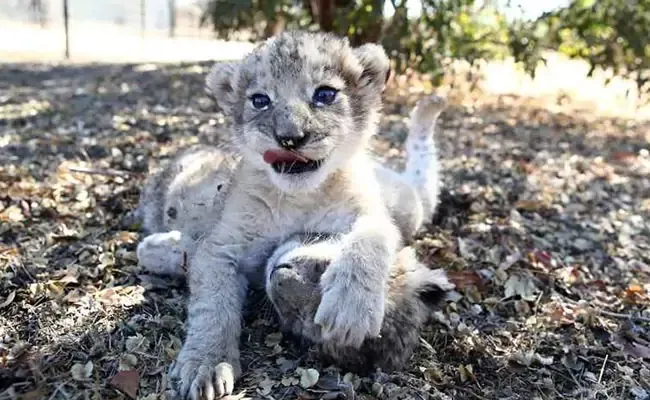 First Lion Cubs Conceived Artificially In South Africa.jpg