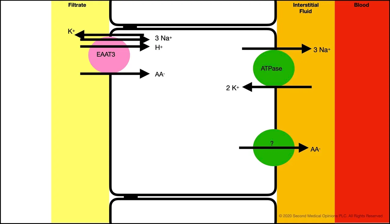 Picture Steemit Tubular Cell Anionic aminoacid Transport.jpg