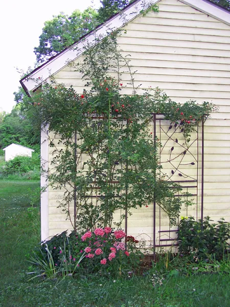 East Shed - 7 Sisters just blooming crop June 2019.jpg