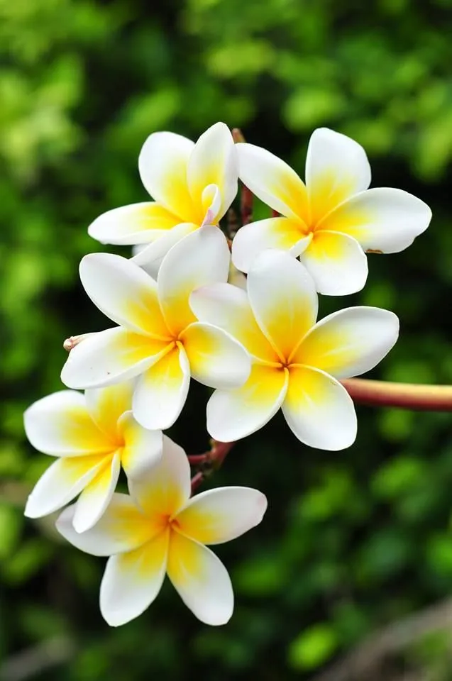 1264da4a3f18207dc22592102abae40d--frangipani-tattoo-plumeria-flowers.jpg