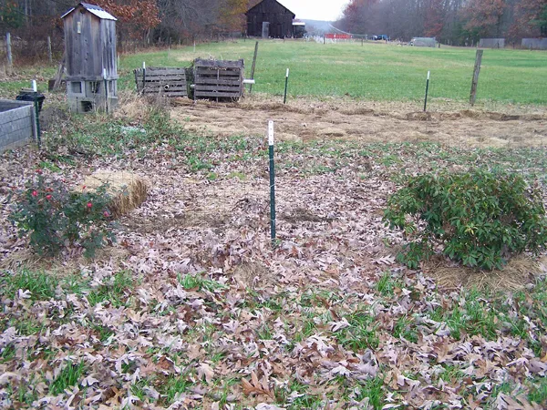 Big rose, hibiscus, mountain laurel crop November 2019.jpg