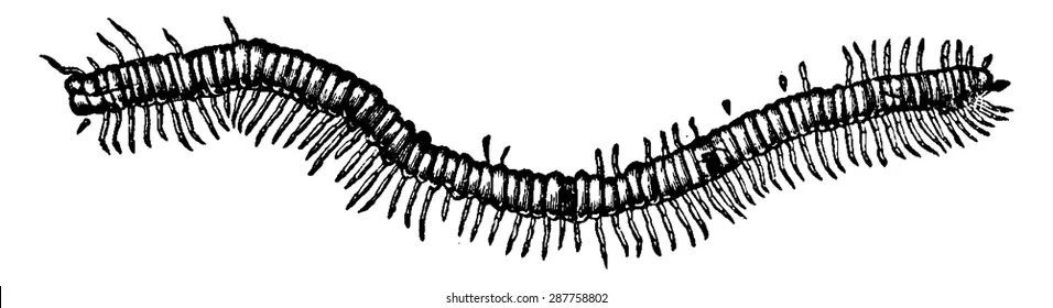 fossil-centipede-euphoberia-brownii-found-260nw-287758802 shutterstock.webp