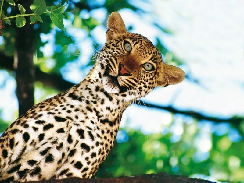 r2_www.catsmob.com_funny_animals_catsmob_com_20120229_00416_006_7be15743.jpg