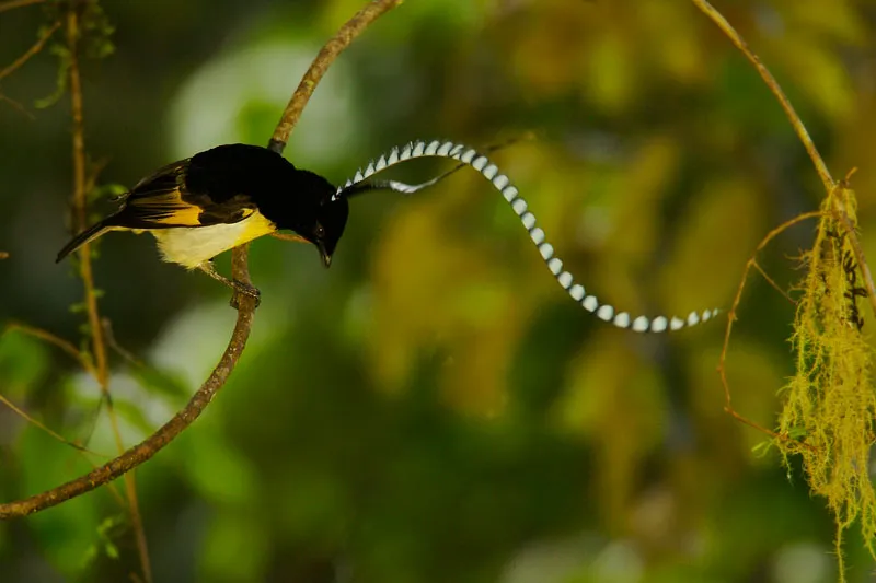 King of Saxony Bird of Paradise (Pteridophora alberti).011.jpg