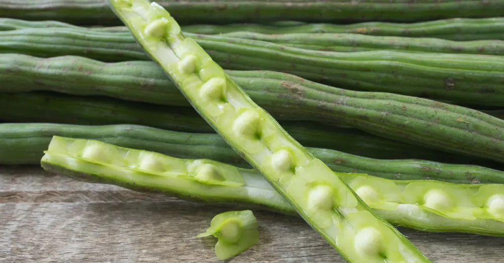 Drumstick Tree seed pods