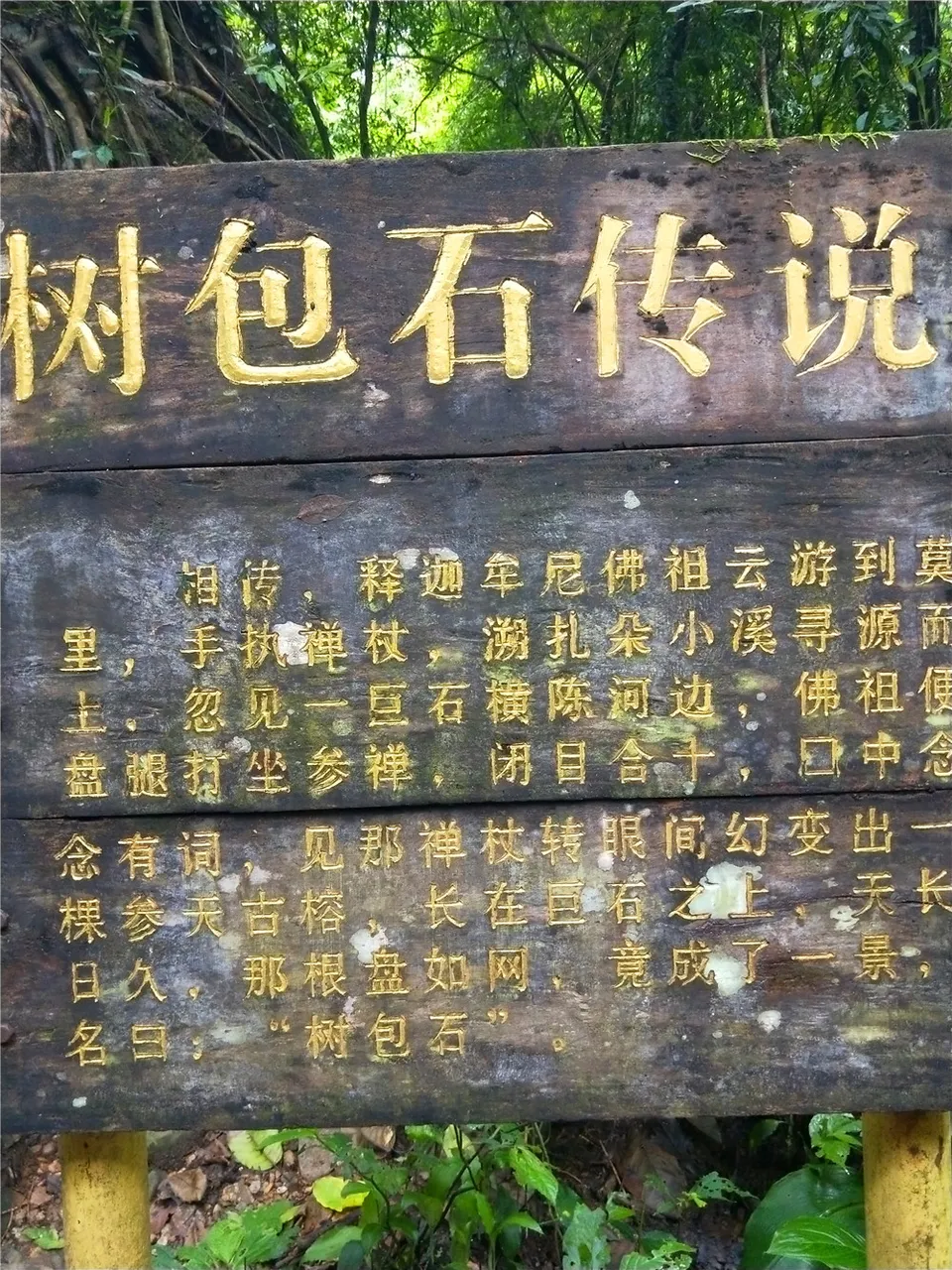 树报石.jpg