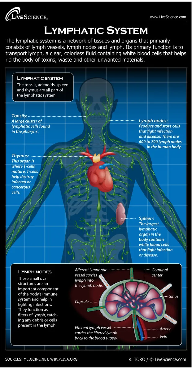 human-body-lymphatic-130729.jpg