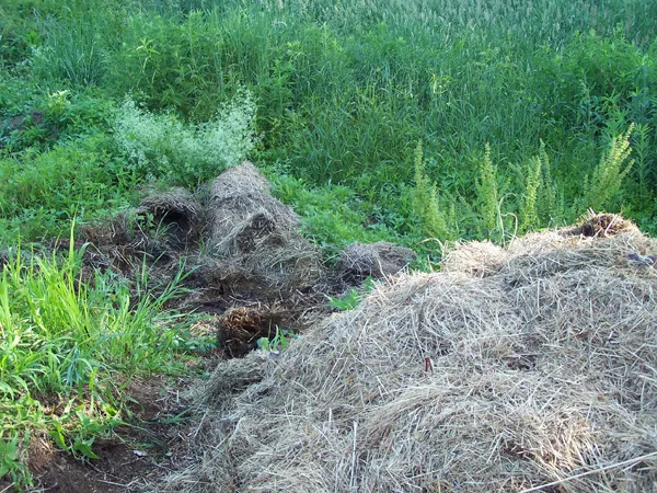 Mulch3 crop June 2018.jpg