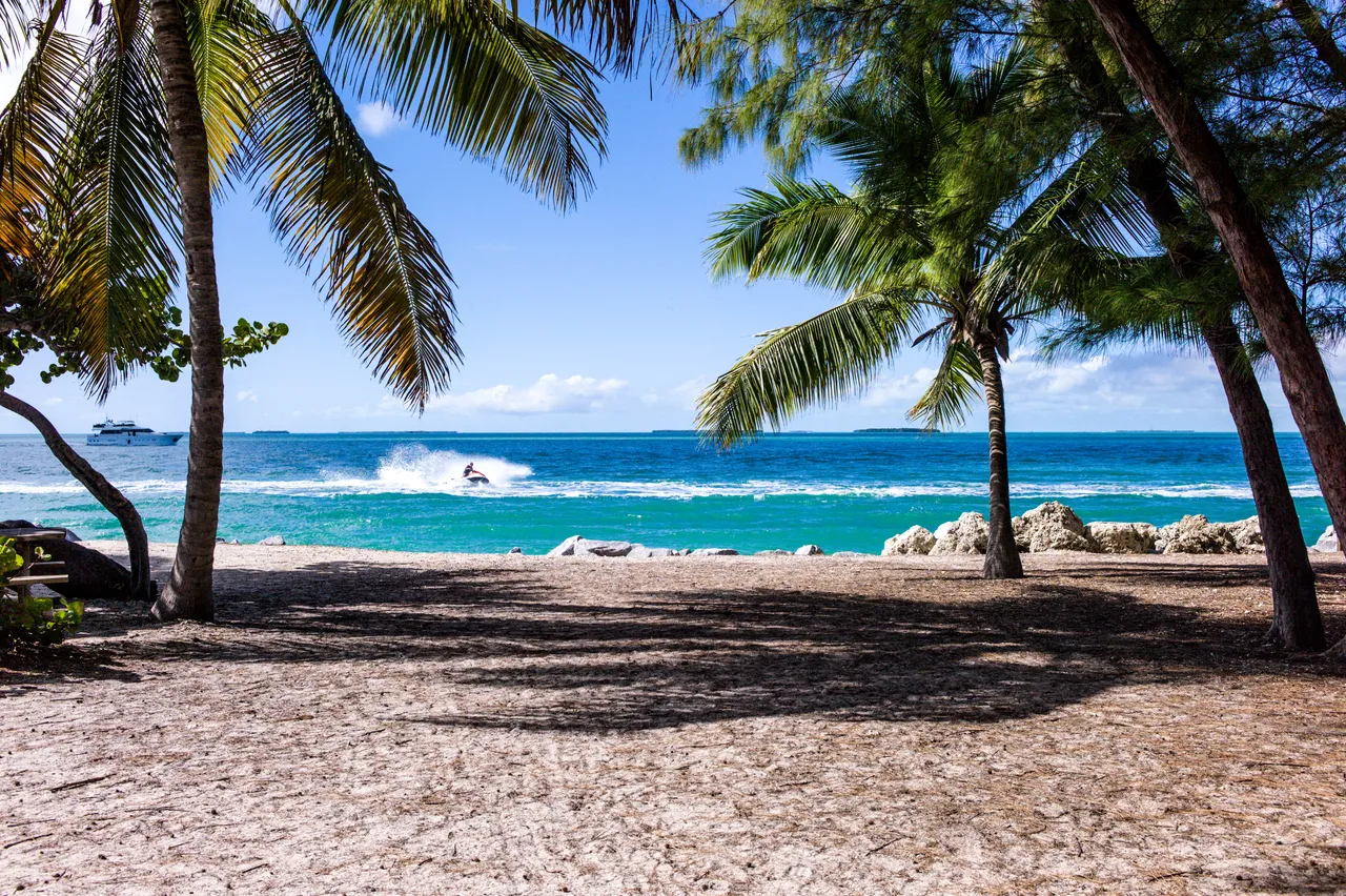 green leaf-coconut tree.jpg