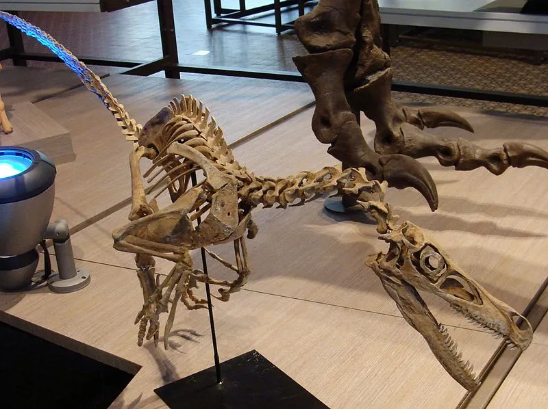 800px-Velociraptor_skeleton.jpg