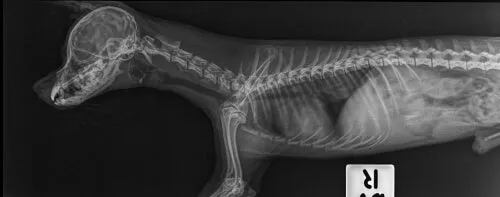 columna-vertebral-en-perros.jpg