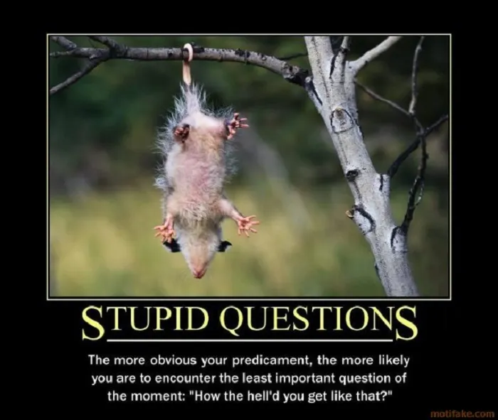 stupid questions poster.jpg