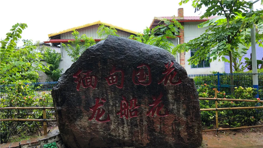 龙船花.jpg