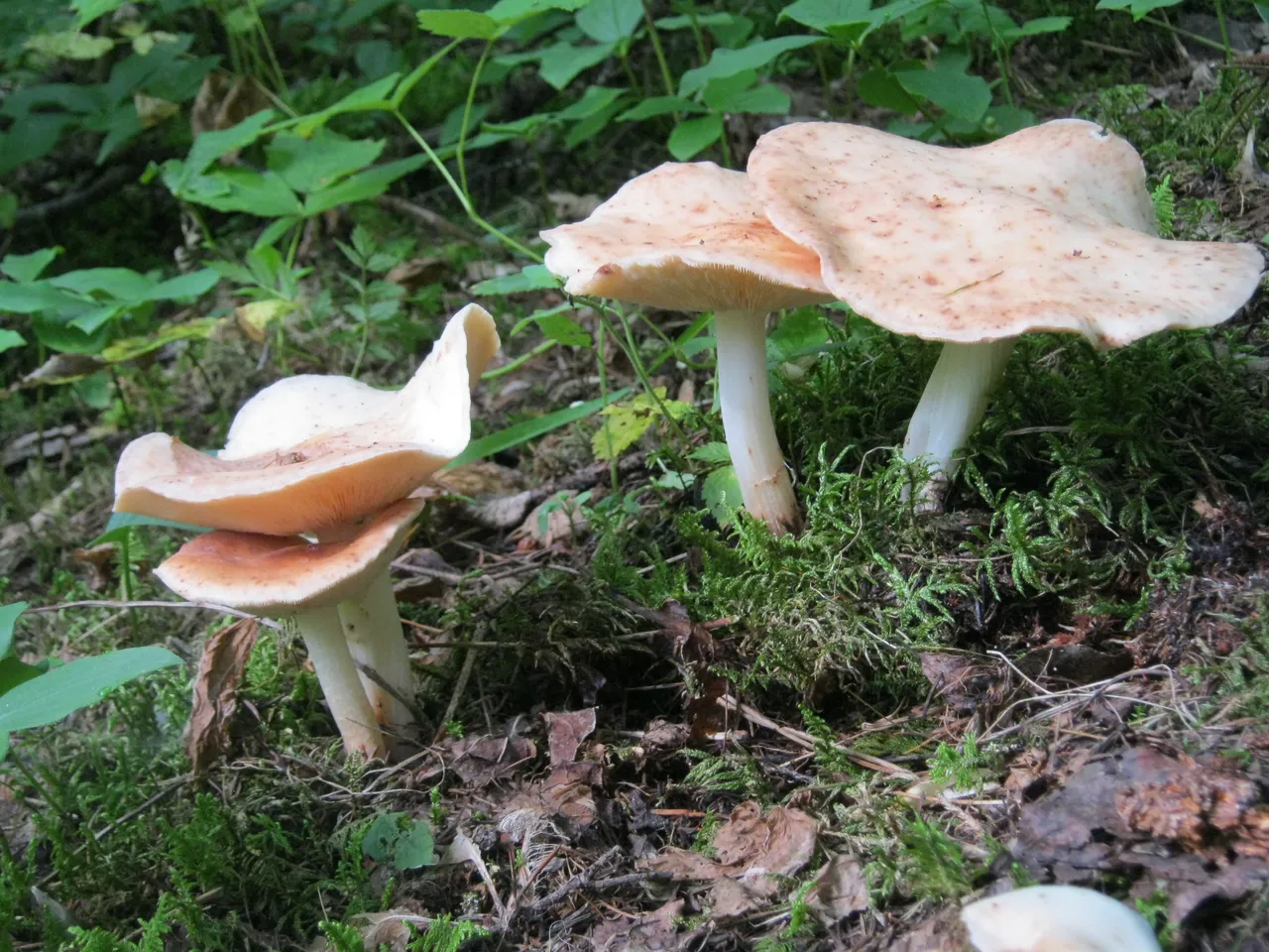 4 cool wavy mushrooms.JPG