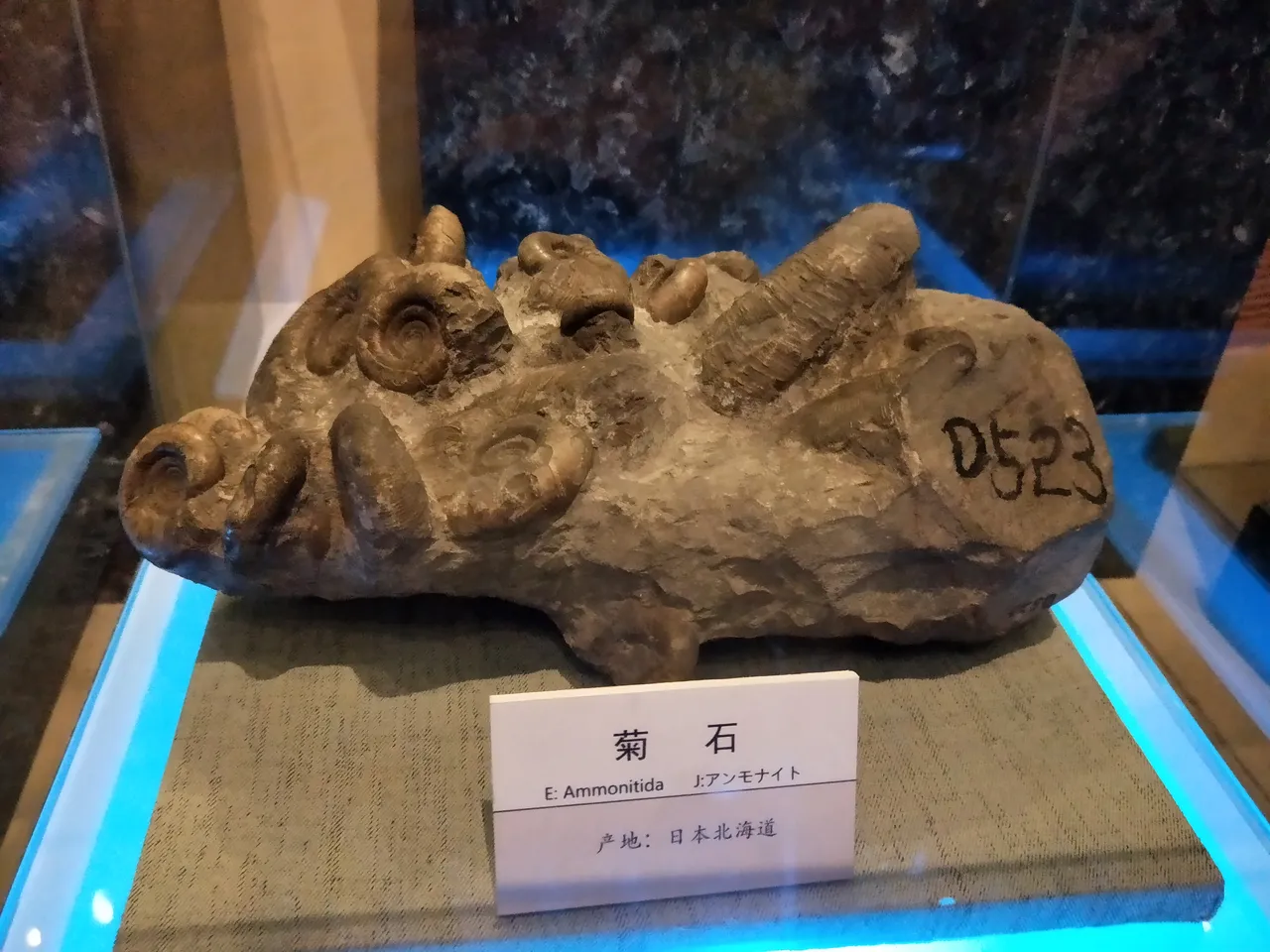 菊花石.jpg