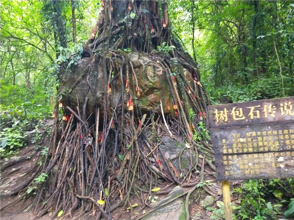 树抱石.jpg