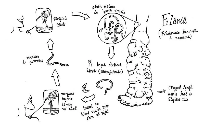 800px-Wuchereria_life_cycle.jpg