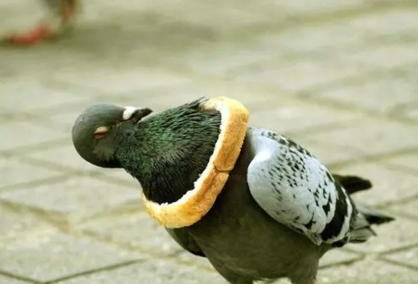 비둘기.jpg