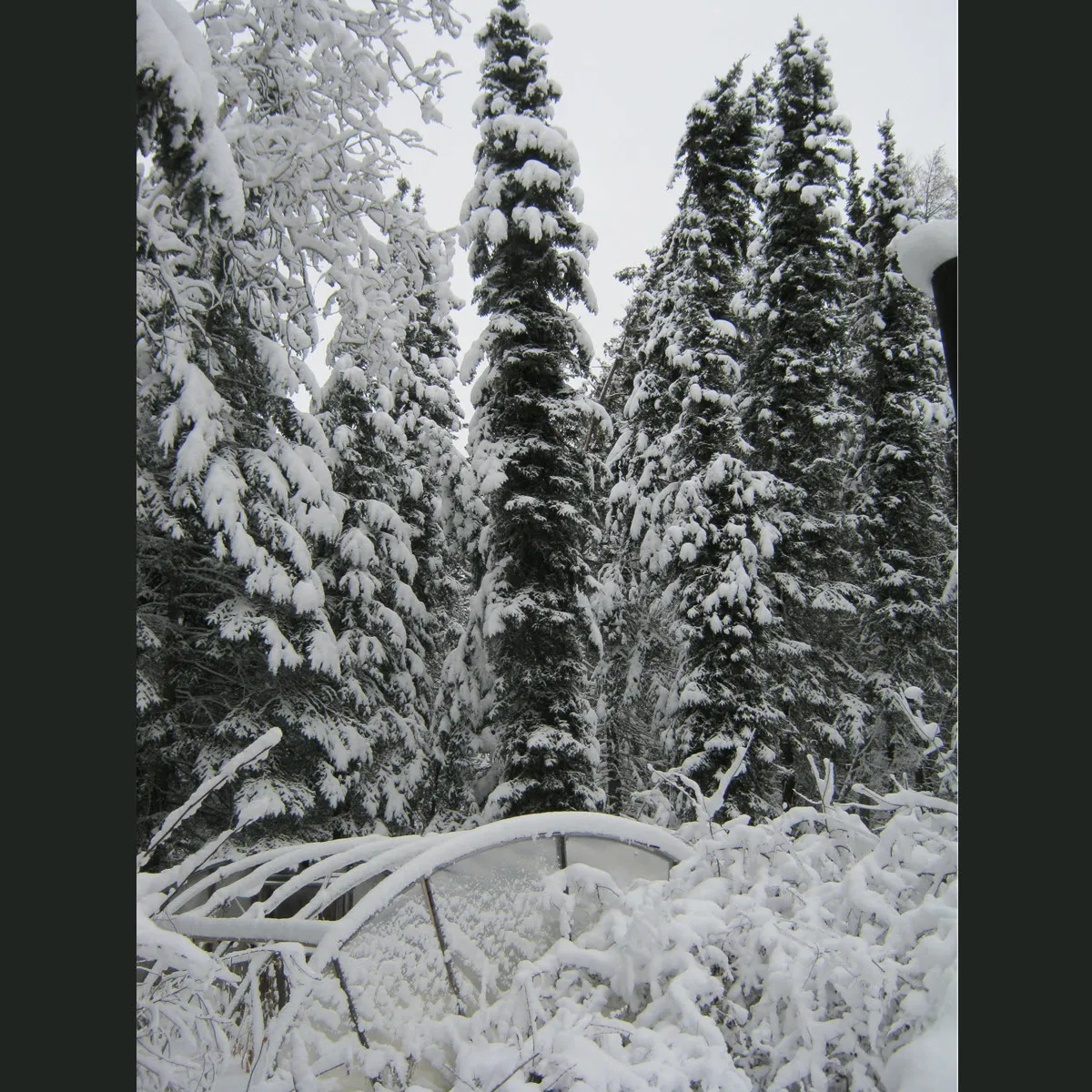 snow on coverd garden.JPG