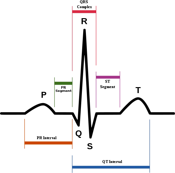560px-SinusRhythmLabels.svg.png