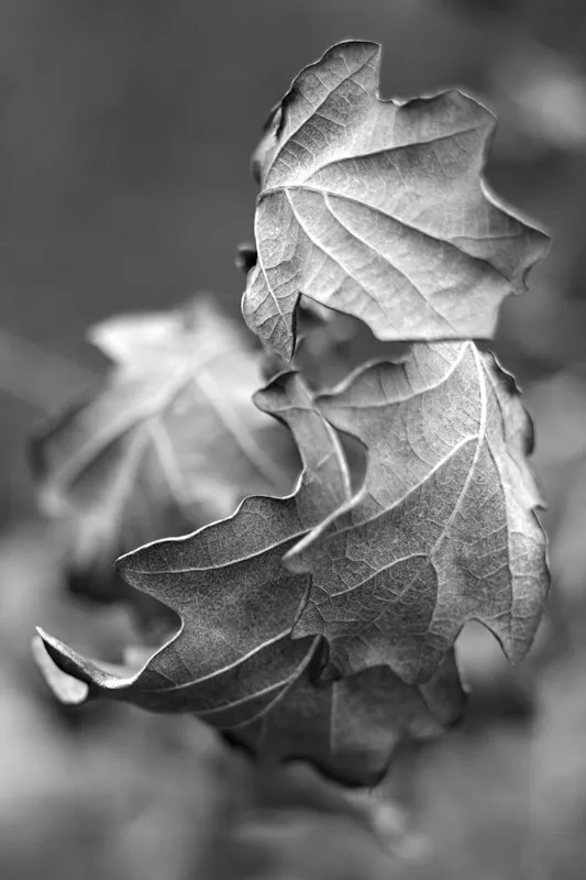 Last Years Oak Leaves.jpg