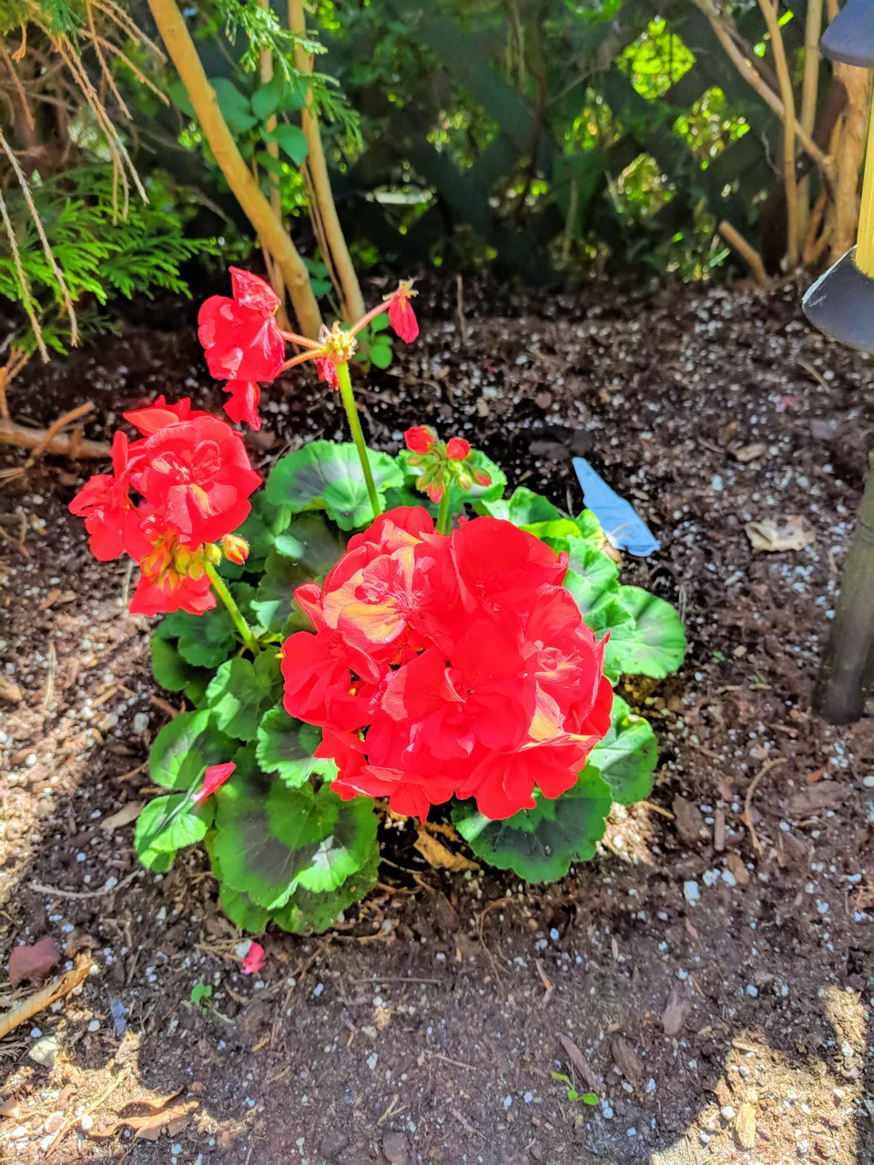 IMG_20180715_121030-EFFECTS.jpg