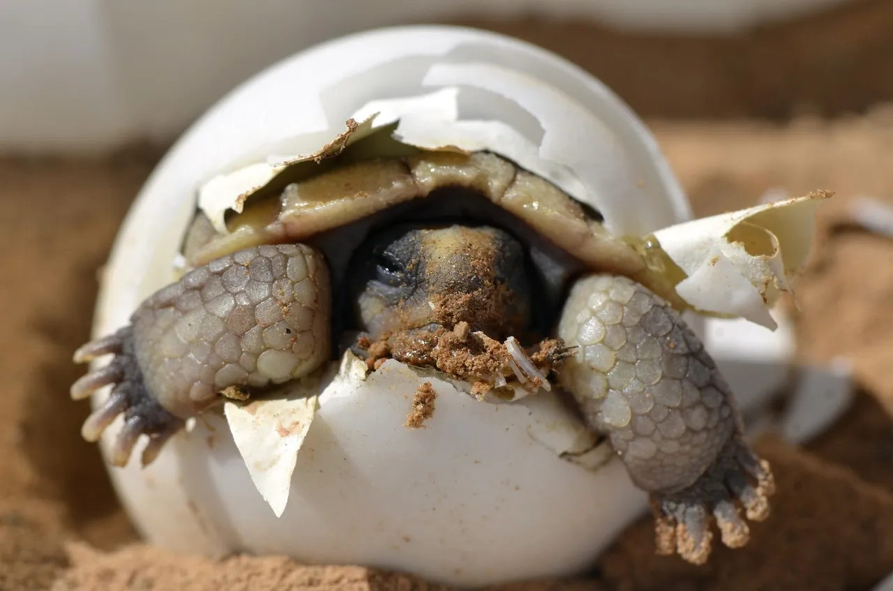 desert-tortoise-987972_1920.jpg