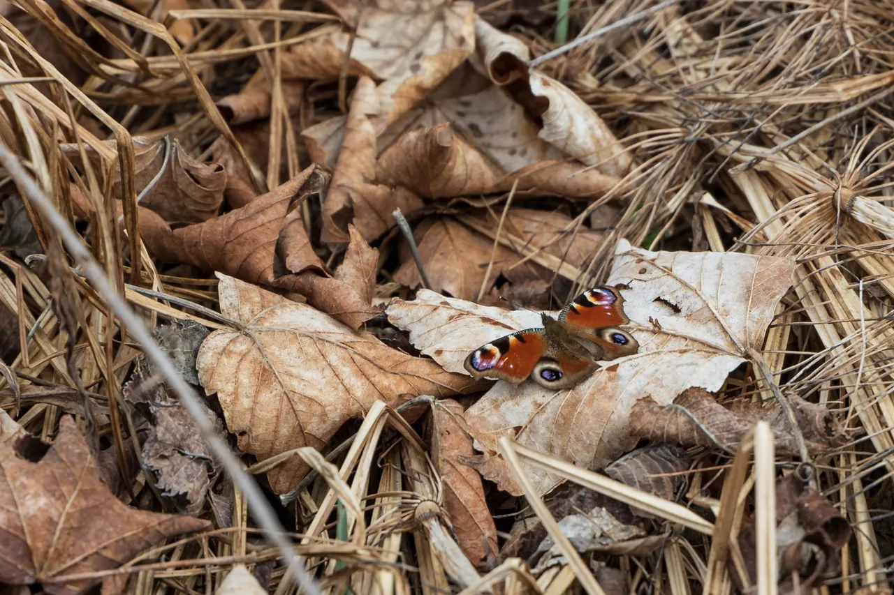 eos-r-butterfly-20190403-01.jpg