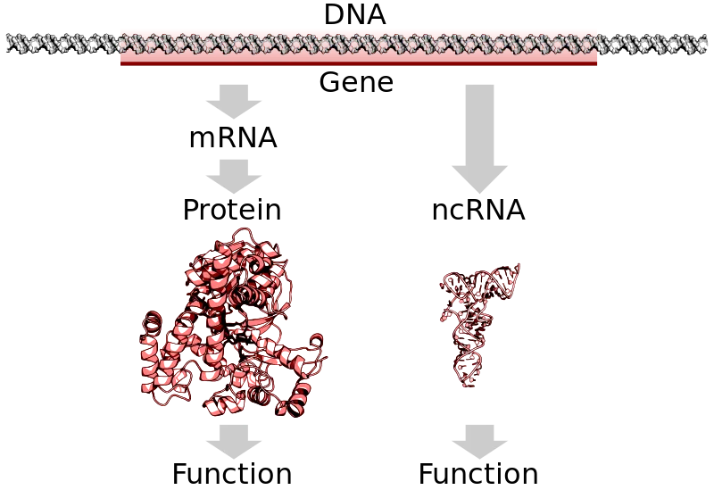 DNA_to_protein_or_ncRNA.svg.png
