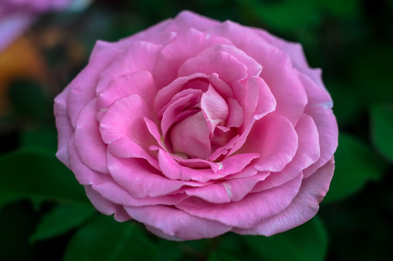 09-06-2018-rose-bokeh-05937.jpg