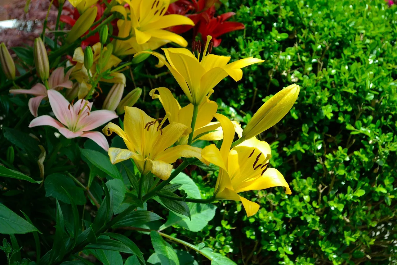 yellow-flowers-2727635_1920.jpg