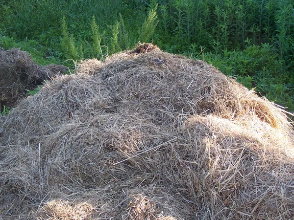 Mulch2 crop June 2018.jpg