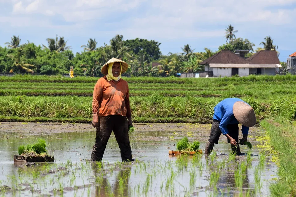 agriculture-1870776_960_720.jpg