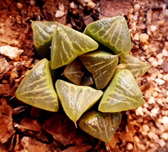 haworthia retusa hybrid.jpg