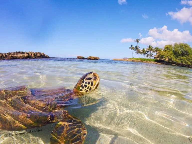 Hawaii-oahu-tortues-770x578.jpg