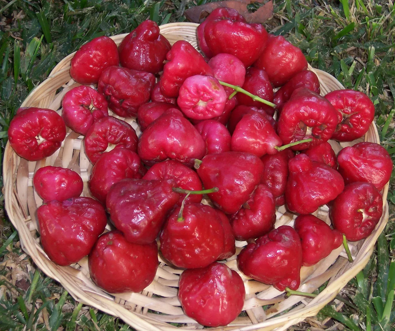 SyzygiumSamarangense-fruit2.jpg