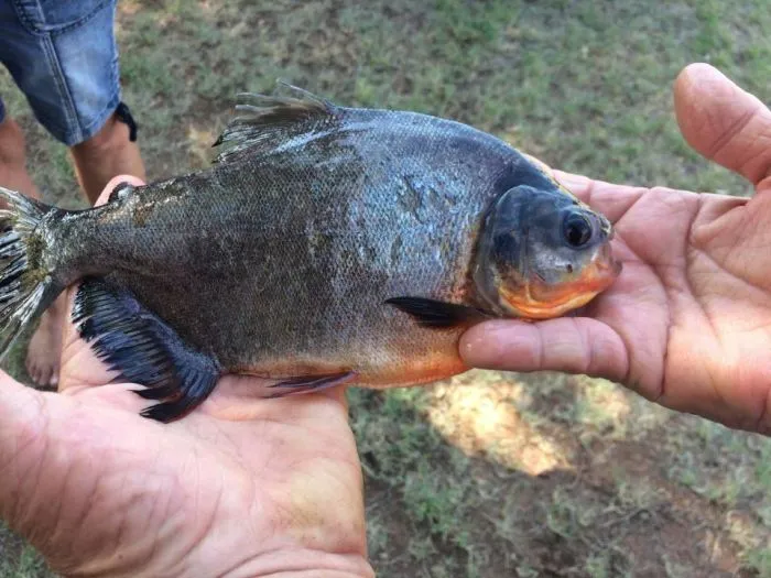 piranha_with_human_teeth_02.jpg