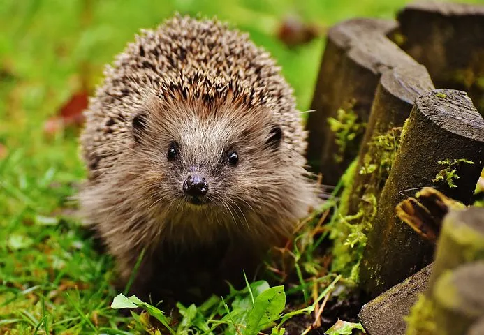 hedgehog-child-1759027__480.jpg