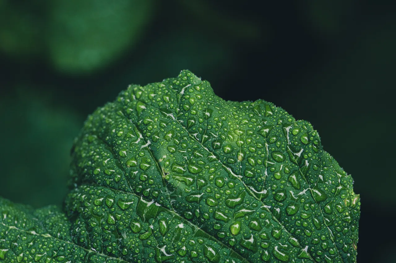 plants-after-rain_4460x4460.jpg