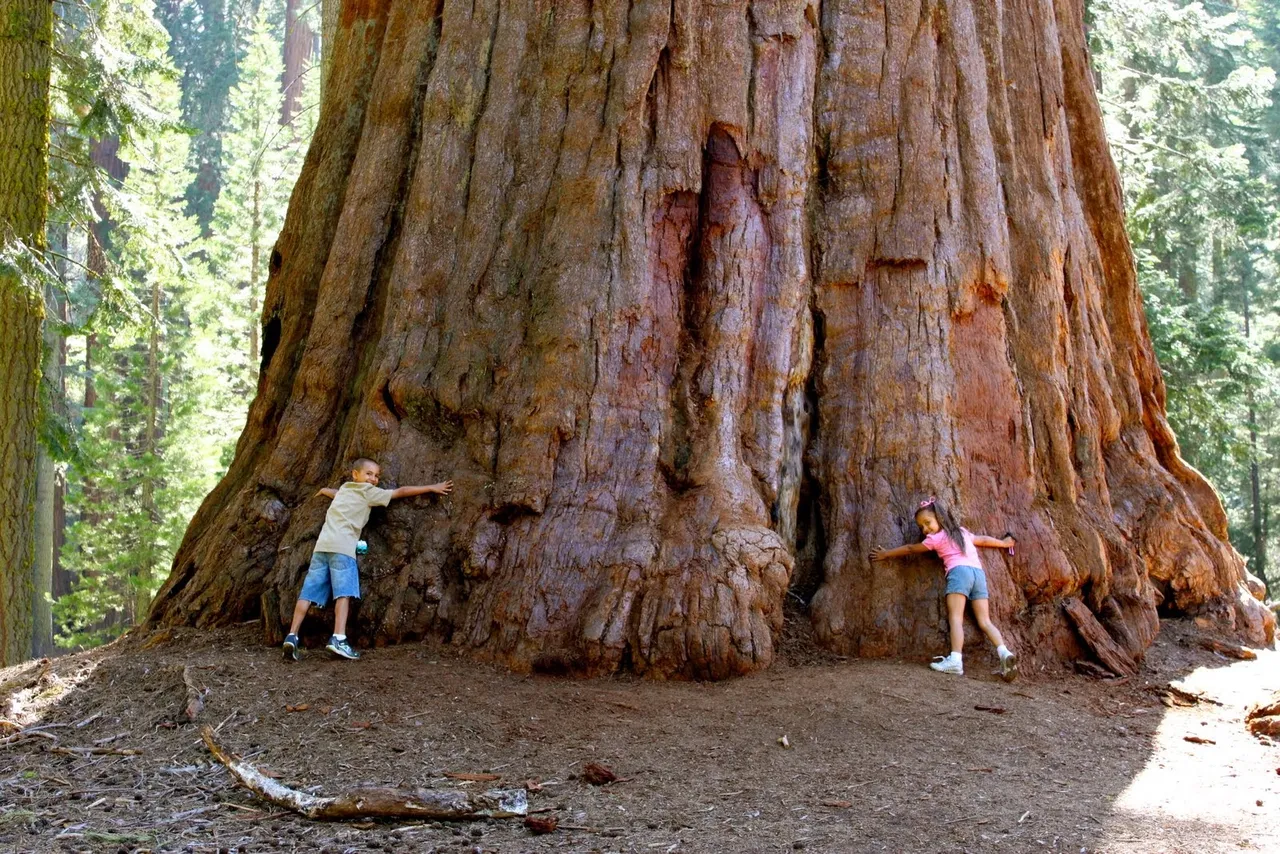 Sequoia National Forest.JPG