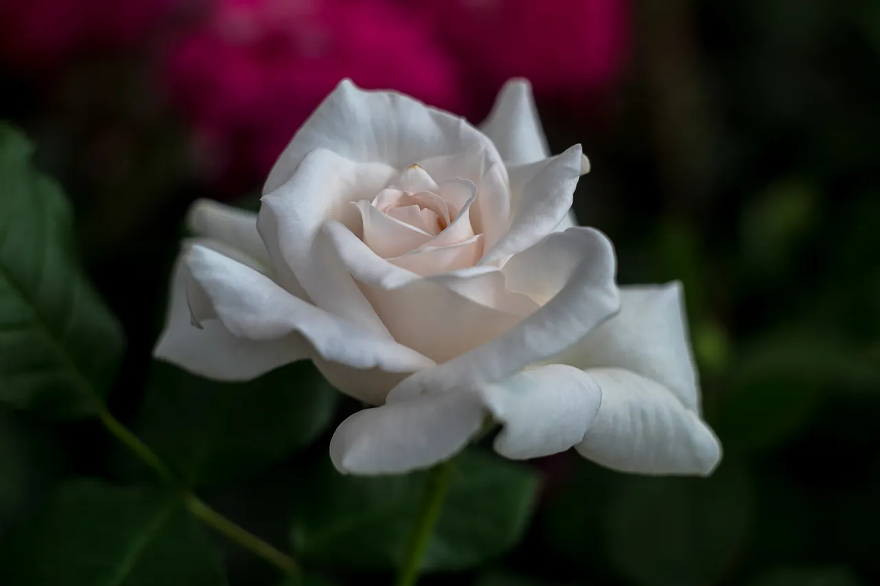 09-06-2018-rose-bokeh-05939.jpg