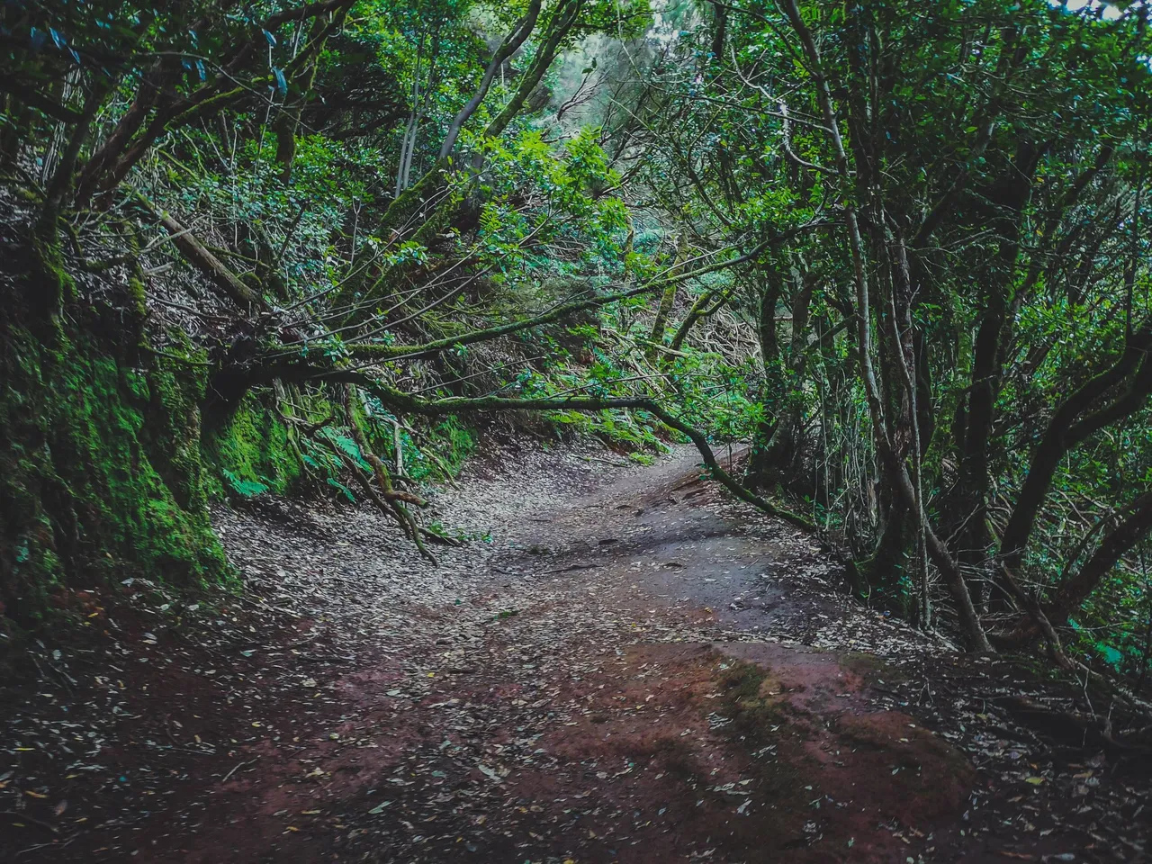 Anaga Rural Forest is often refered to as “hikers paradise”. Photo by Alis Monte [CC BY-SA 4.0], via Connecting the Dots