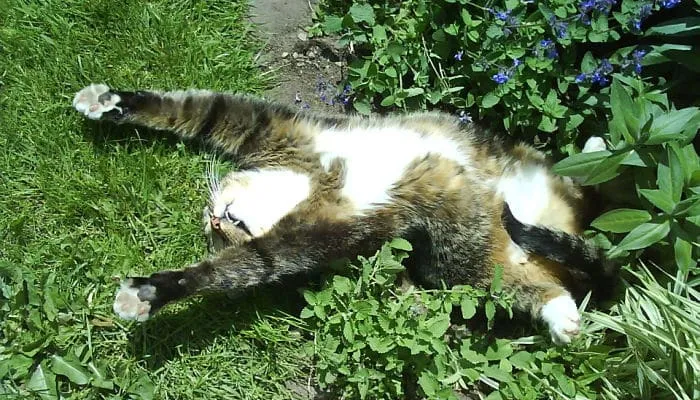 lahierbagateraplantaquedrogaalosgatos.jpg