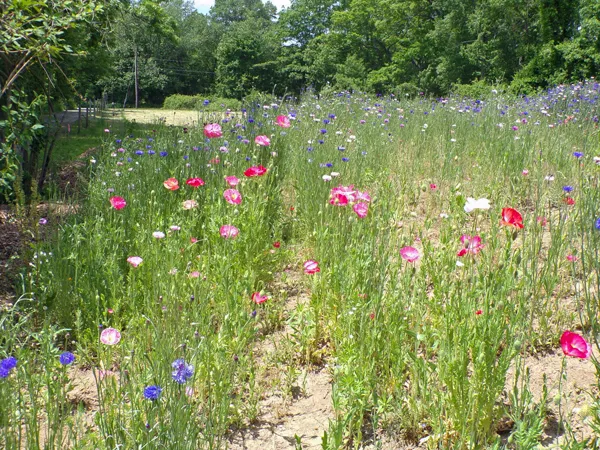 Wildflowers  poppies2 crop June 2020.jpg