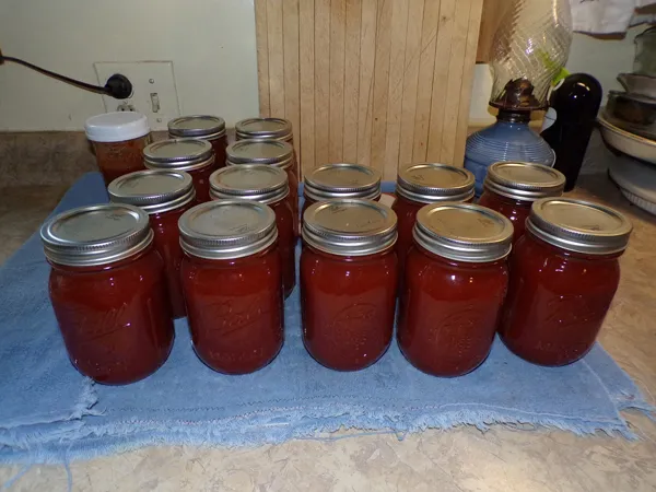 Ketchup  1st batch crop August 2020.jpg