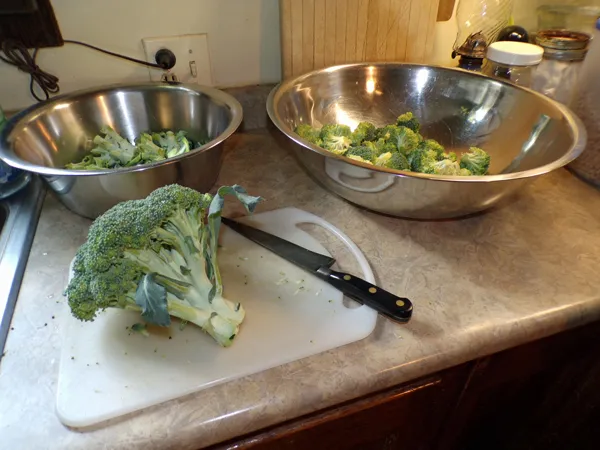 Broccoli  cutting up crop Oct. 2020.jpg