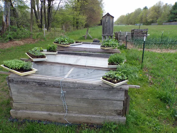 Seedlings on the move3 crop May 2020.jpg