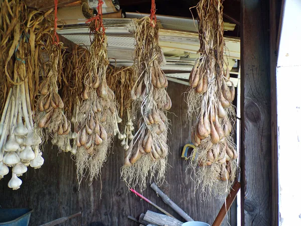 Shallots done curing crop August 2020.jpg