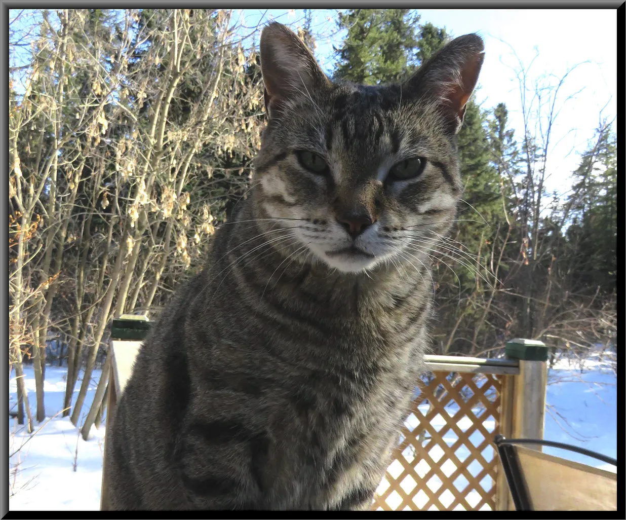 closeup JJ sitting on fence looking at me.JPG