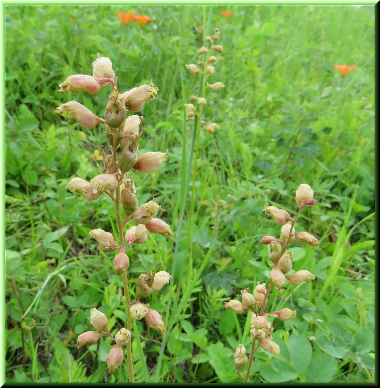 3 heuchera blooms tigerlilies in background.JPG